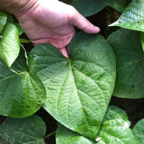 Healthy Leaf of Harvest